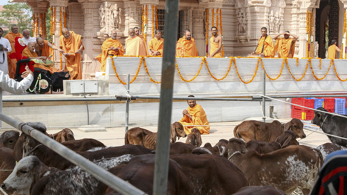Swamishri blesses calves