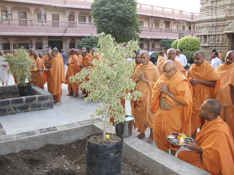 Senior sadhus plant trees in the mandir grounds