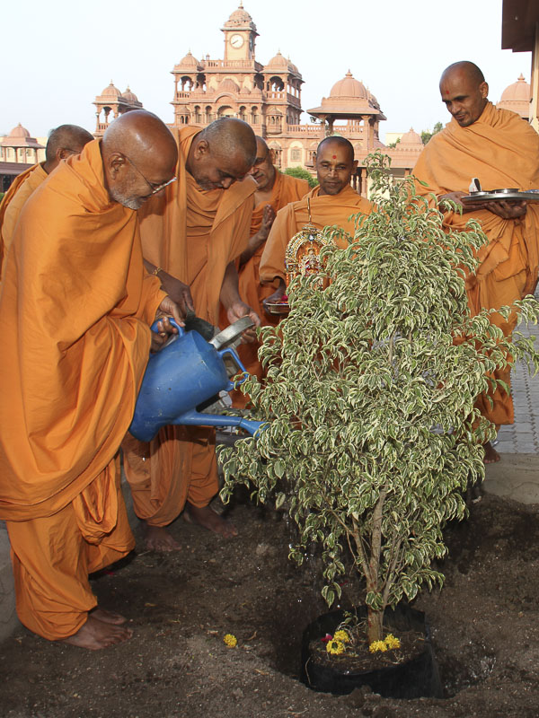 Senior sadhus plant trees in the mandir grounds