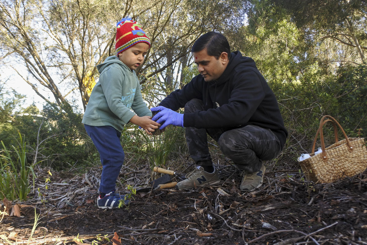 Write an article on importance of tree plantation picture